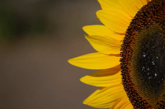 Yoga Tournesol